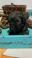 Cole, a male Shihpoo for sale in Washington Court House, OH – 3 of 4