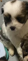 Braxton, a male Shihpoo for sale in Washington Court House, OH – 4 of 4