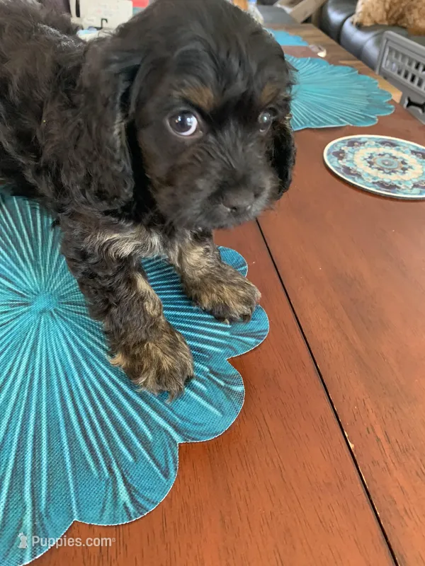 Josh – Cockapoo puppy for sale in Washington Court House, OH