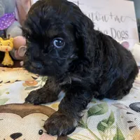 Josh, a male Cockapoo for sale in Washington Court House, OH – Photo 1 of 2