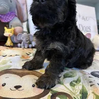 Josh, a male Cockapoo for sale in Washington Court House, OH – Photo 2 of 2