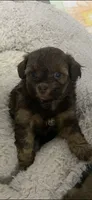 Abbey, a female Shihpoo for sale in Washington Court House, OH – 1 of 4