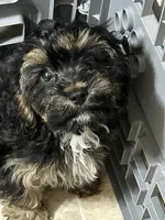 Sampson , a male Cavapoo for sale in Washington Court House, OH – 2 of 2