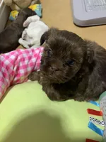Harley, a female Shihpoo for sale in Washington Court House, OH – 2 of 2