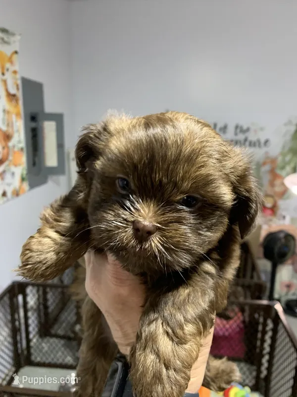 Harley – Shihpoo puppy for sale in Washington Court House, OH