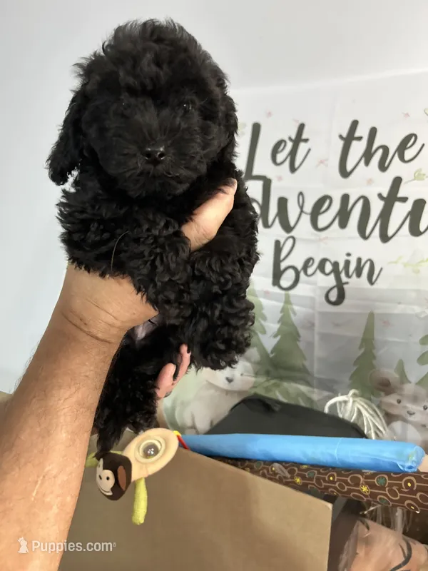 Max – Yorkipoo puppy for sale in Washington Court House, OH