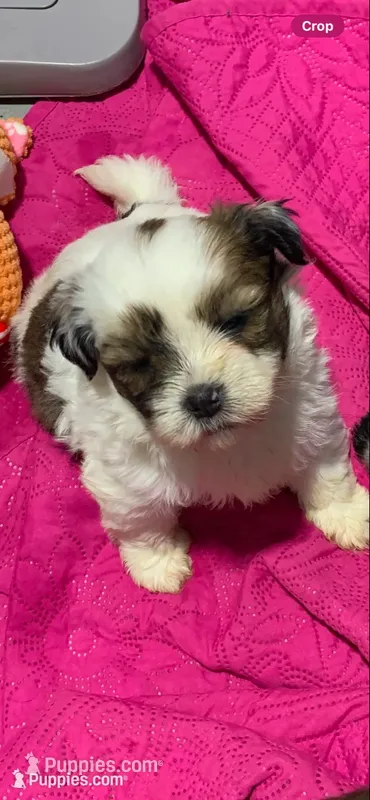 Braxton – Shihpoo puppy for sale in Washington Court House, OH