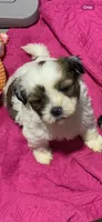 Braxton, a male Shihpoo for sale in Washington Court House, OH – 2 of 4