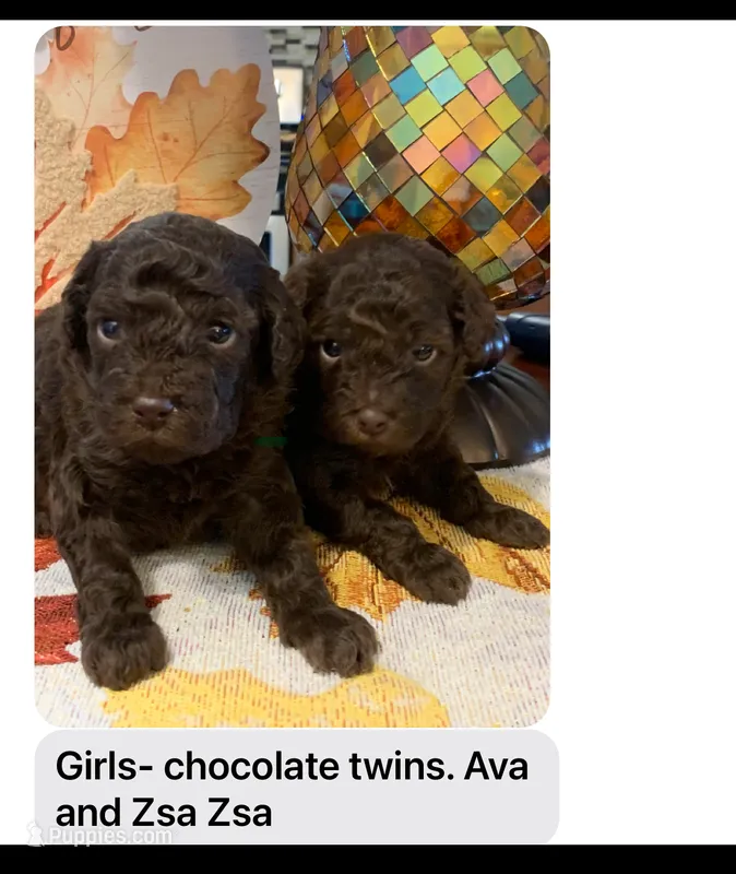 Ava and Zsa zsa – Poodle - Miniature  puppy for sale in Washington Court House, OH