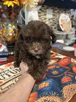 Allie , a female Poodle - Miniature  for sale in Washington Court House, OH – 2 of 2