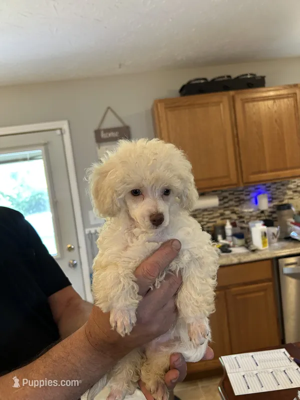 Snow ball  – Poodle - Toy  puppy for sale in Washington Court House, OH