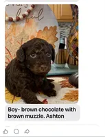 Ashton, a male Poodle - Miniature  for sale in Washington Court House, OH – 1 of 1