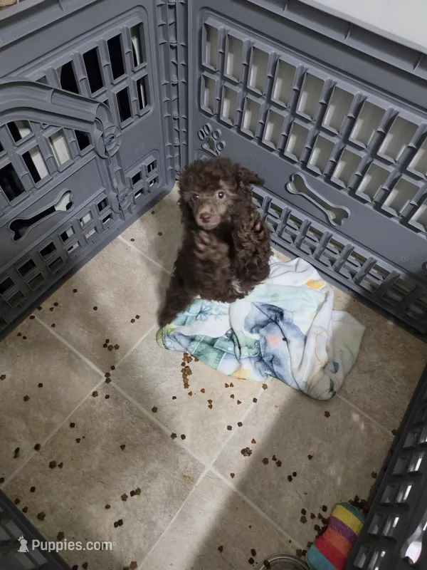 Allison  – Poodle - Miniature  puppy for sale in Washington Court House, OH