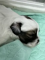 Braxton, a male Shihpoo for sale in Washington Court House, OH – 1 of 4