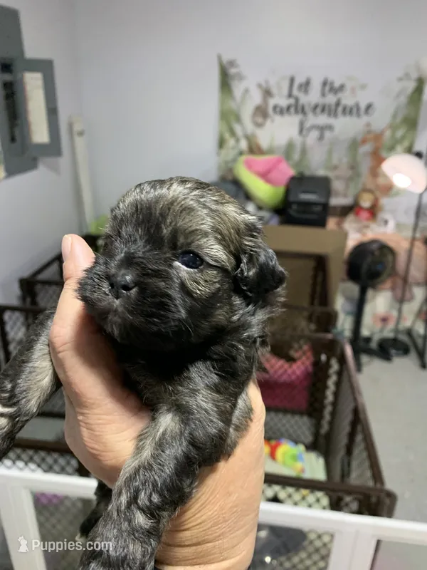 Cole – Shihpoo puppy for sale in Washington Court House, OH