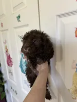 Jamie, a female Poodle - Miniature  for sale in Washington Court House, OH – Photo 2 of 4