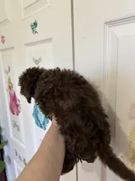 Jamie, a female Poodle - Miniature  for sale in Washington Court House, OH – Photo 3 of 4