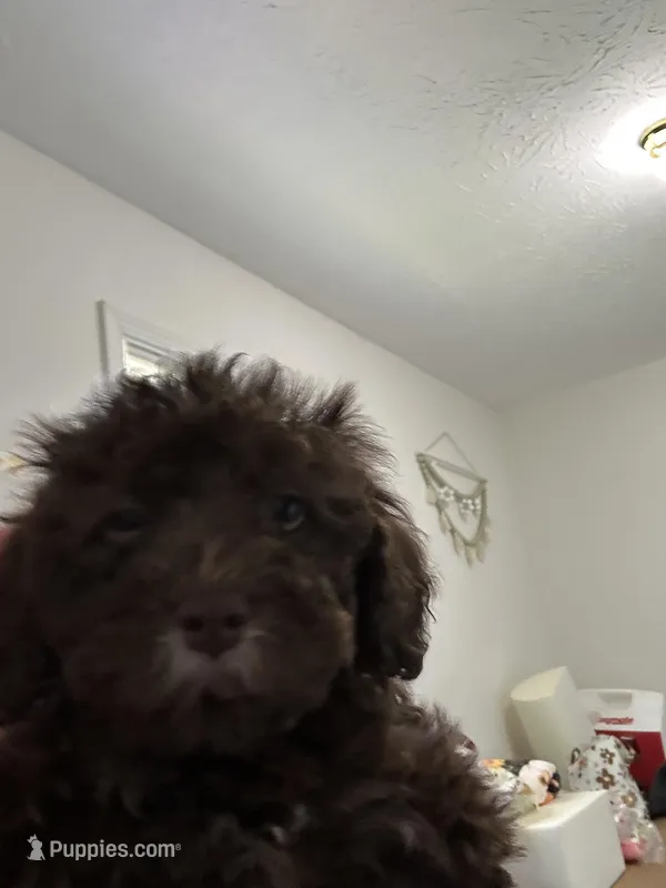 Jamie, a female Poodle - Miniature  for sale in Washington Court House, OH – Photo 1 of 4