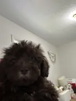 Jamie, a female Poodle - Miniature  for sale in Washington Court House, OH – Photo 1 of 4