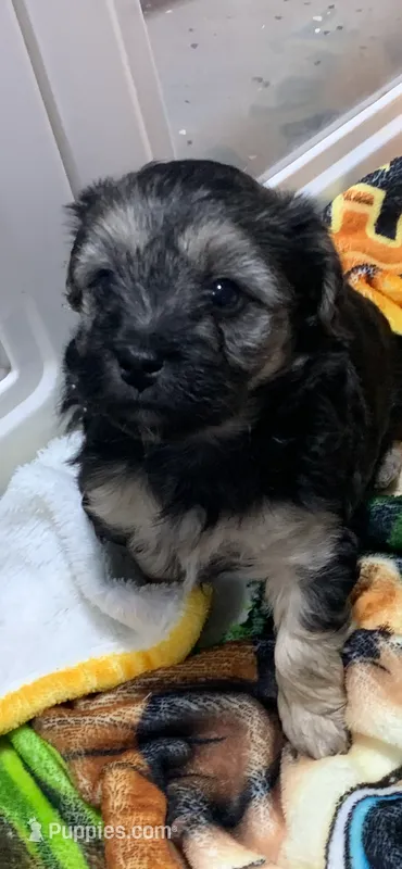 Wolfe – Yorkipoo puppy for sale in Washington Court House, OH