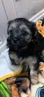 Wolfe, a male Yorkipoo for sale in Washington Court House, OH – 1 of 1