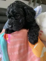 Rose , a female Yorkipoo for sale in Washington Court House, OH – Photo 3 of 3