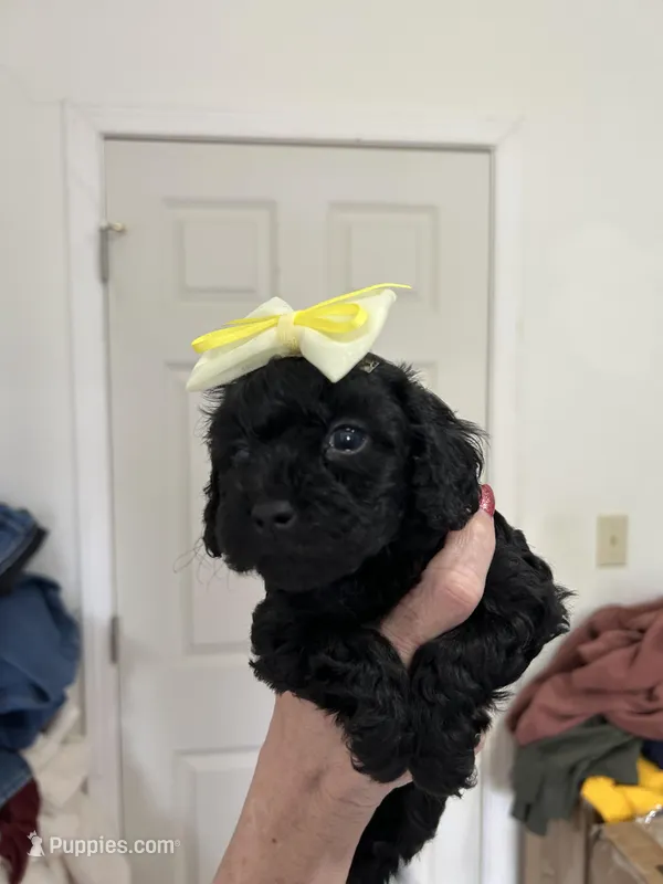 Rose  – Yorkipoo puppy for sale in Washington Court House, OH
