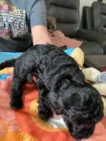 Rose , a female Yorkipoo for sale in Washington Court House, OH – Photo 2 of 3