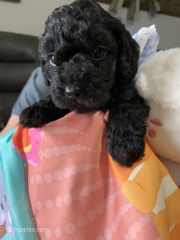 Rose  – Yorkipoo puppy for sale in Washington Court House, OH