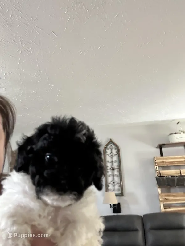 Ezra – Poodle - Miniature  puppy for sale in Washington Court House, OH