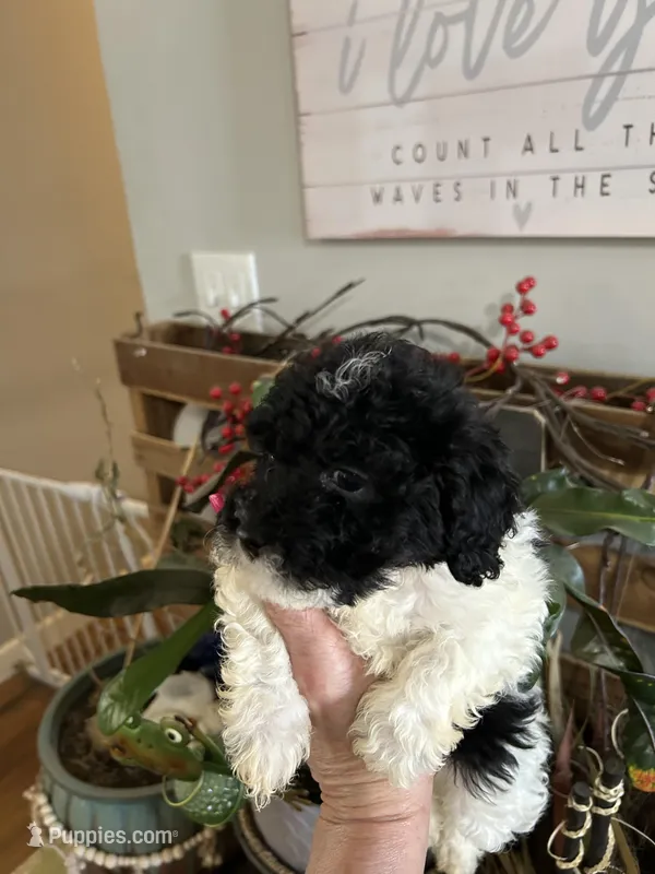 Ezra – Poodle - Miniature  puppy for sale in Washington Court House, OH