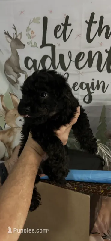 Baron  – Yorkipoo puppy for sale in Washington Court House, OH