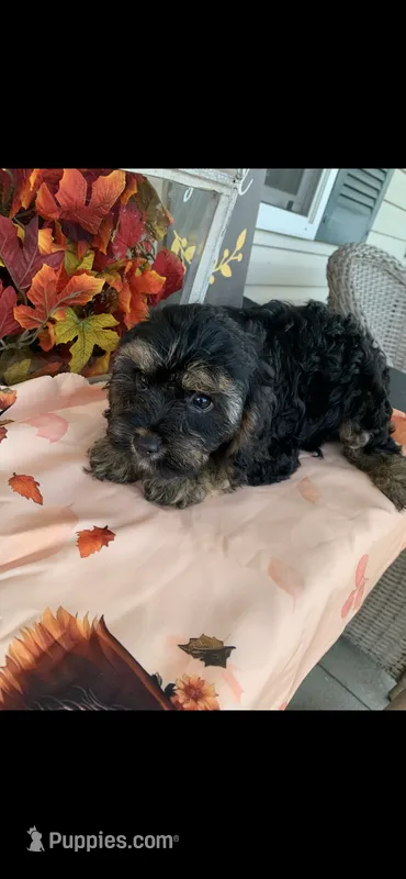 Bruce – Cavapoo puppy for sale in Washington Court House, OH