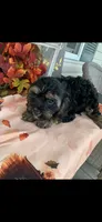 Bruce, a male Cavapoo for sale in Washington Court House, OH – 1 of 1