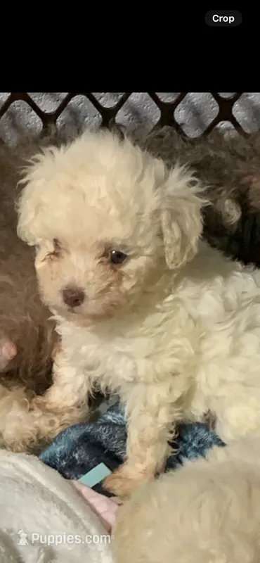 Snow ball  – Poodle - Toy  puppy for sale in Washington Court House, OH