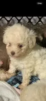 Snow ball , a male Poodle - Toy  for sale in Washington Court House, OH – 1 of 1