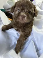 Molly, a female Shihpoo for sale in Washington Court House, OH – 2 of 4