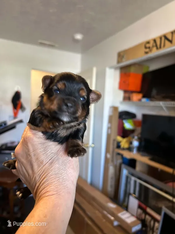 Pat – Yorkipoo puppy for sale in Washington Court House, OH