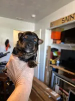 Pat, a male Yorkipoo for sale in Washington Court House, OH – 1 of 2