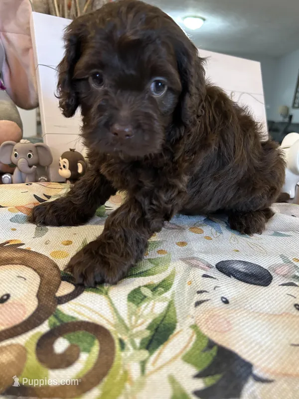 Jesse – Cockapoo puppy for sale in Washington Court House, OH