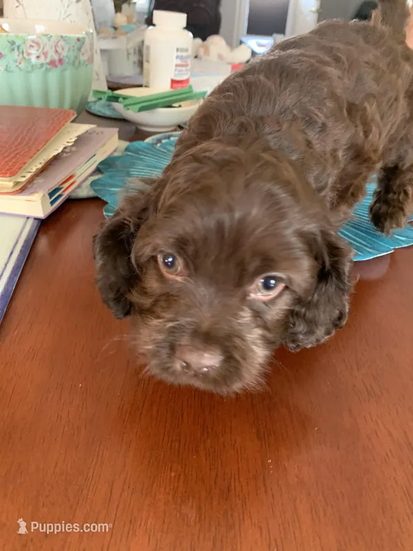 Jesse – Cockapoo puppy for sale in Washington Court House, OH