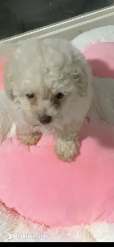Betty – Poodle - Toy  puppy for sale in Washington Court House, OH