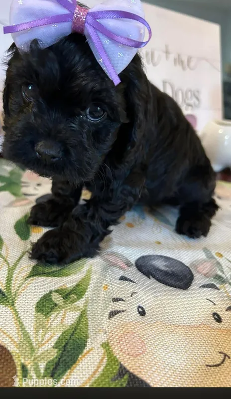 Jolene  – Cockapoo puppy for sale in Washington Court House, OH