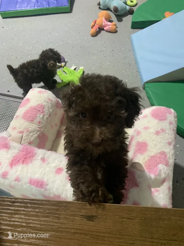 Allison  – Poodle - Miniature  puppy for sale in Washington Court House, OH