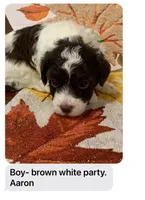 Aaron, a male Poodle - Miniature  for sale in Washington Court House, OH – 1 of 1
