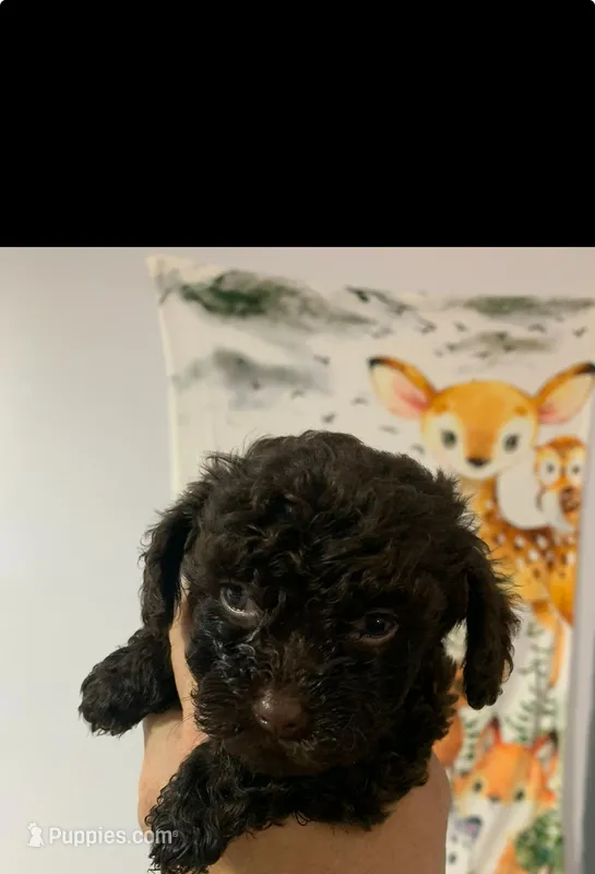 Choco – Poodle - Toy  puppy for sale in Washington Court House, OH
