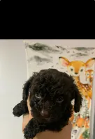 Choco, a male Poodle - Toy  for sale in Washington Court House, OH – 1 of 1