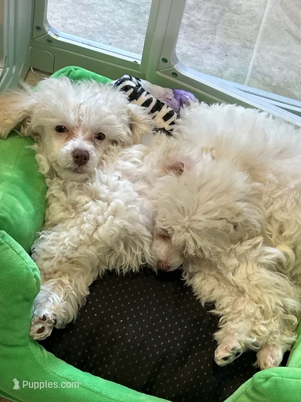 Betty – Poodle - Toy  puppy for sale in Washington Court House, OH