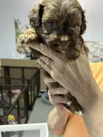 Abbey, a female Shihpoo for sale in Washington Court House, OH – 3 of 4