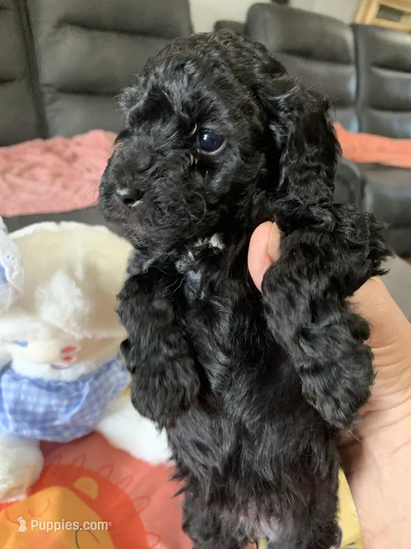 Daisy – Yorkipoo puppy for sale in Washington Court House, OH